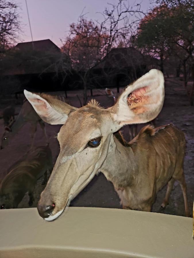 Kudus Crest Bush Retreat Apartment Marloth Park Exterior foto